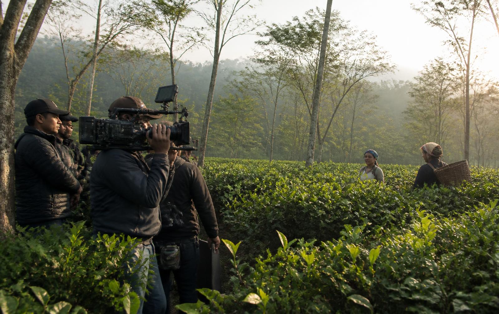 A film crew shooting inside a tea garden at dawn